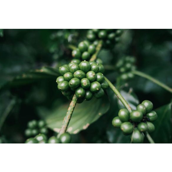 Paleolit Rohkaffee Grüner Kaffee Pulver 250 g 100% Arabica